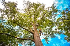 Best Tree Trimming and Pruning  in Keizer, OR
